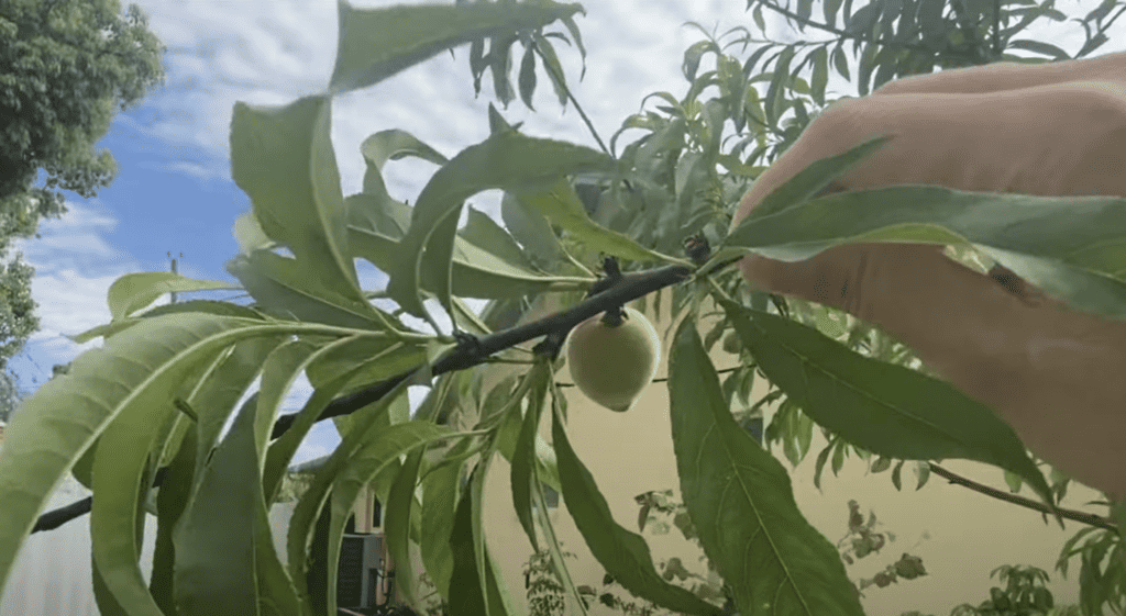 An unripe young peach on a tree